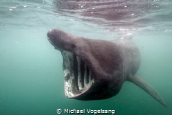 Basking Shark by Michael Vogelsang 